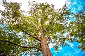 Best Tree Risk Assessment  in USA